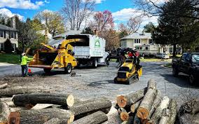 How Our Tree Care Process Works  in  Lincoln, AL