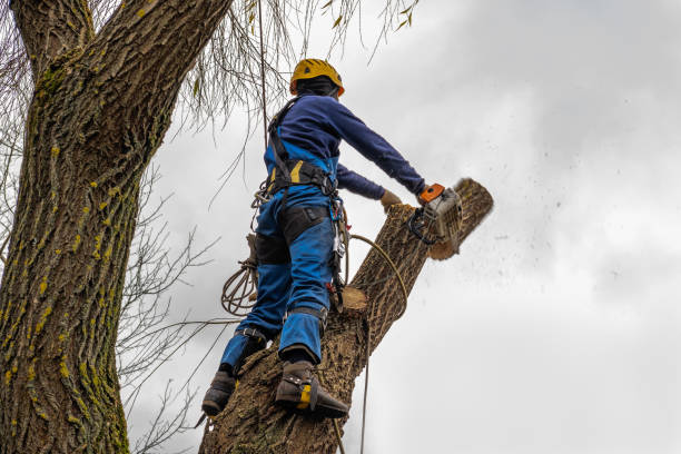 Professional Tree Care  in Lincoln, AL